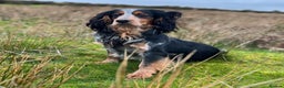 Cocker Spaniel dogs for stud: Blue roan and tan cocker stud dog in Frome - Advert 3