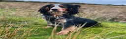 Cocker Spaniel dogs for stud: Blue roan and tan cocker stud dog in Frome - Advert 3