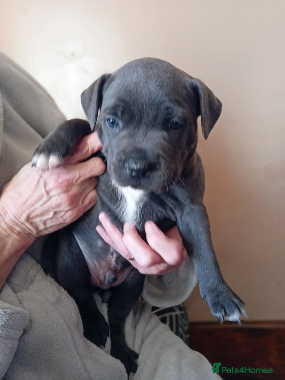 Staffordshire Bull Terrier dogs for sale: KC reg blue Staffordshire bull terrior  - Advert 7