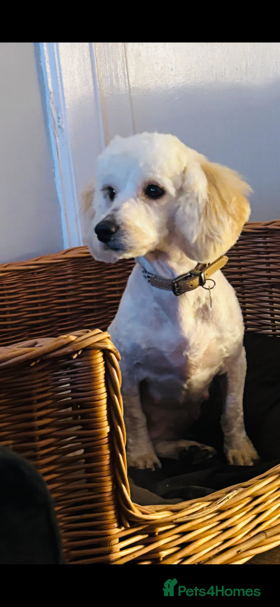 Cockapoo dogs for sale: Gorgeous f1b puppies  in Falkirk - Advert 13