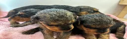 Airedale Terrier dogs for sale: KC REG 5⭐️BREEDER 4💖5💙 - Advert 24