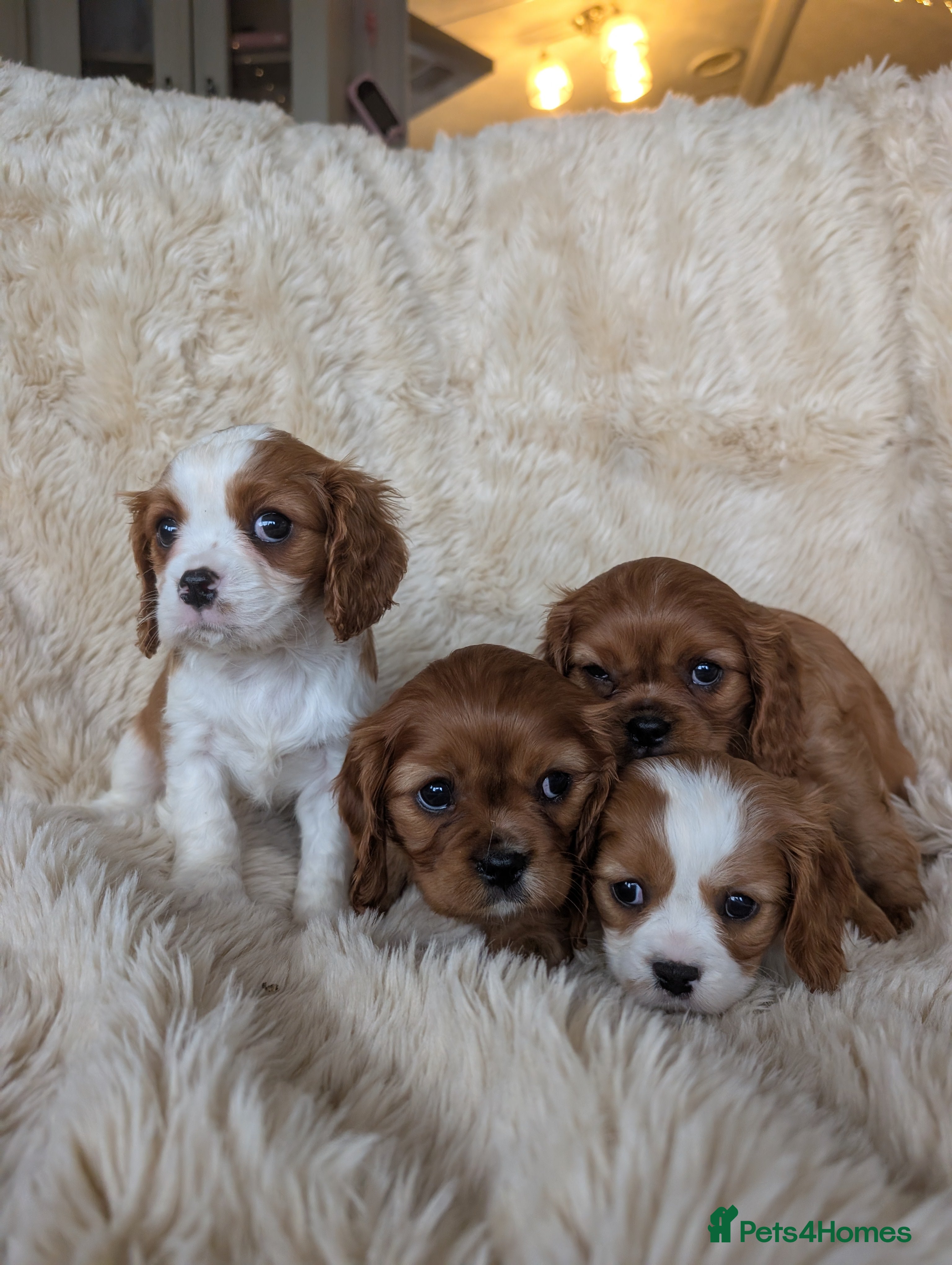 Cavalier King Charles Spaniel dogs 7 HEALTH TESTED & KC REG CAVALIERS  - Advert 10