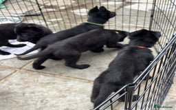 German Shepherd dogs for sale: Beautiful Black German Shepherd Puppies - Image 15