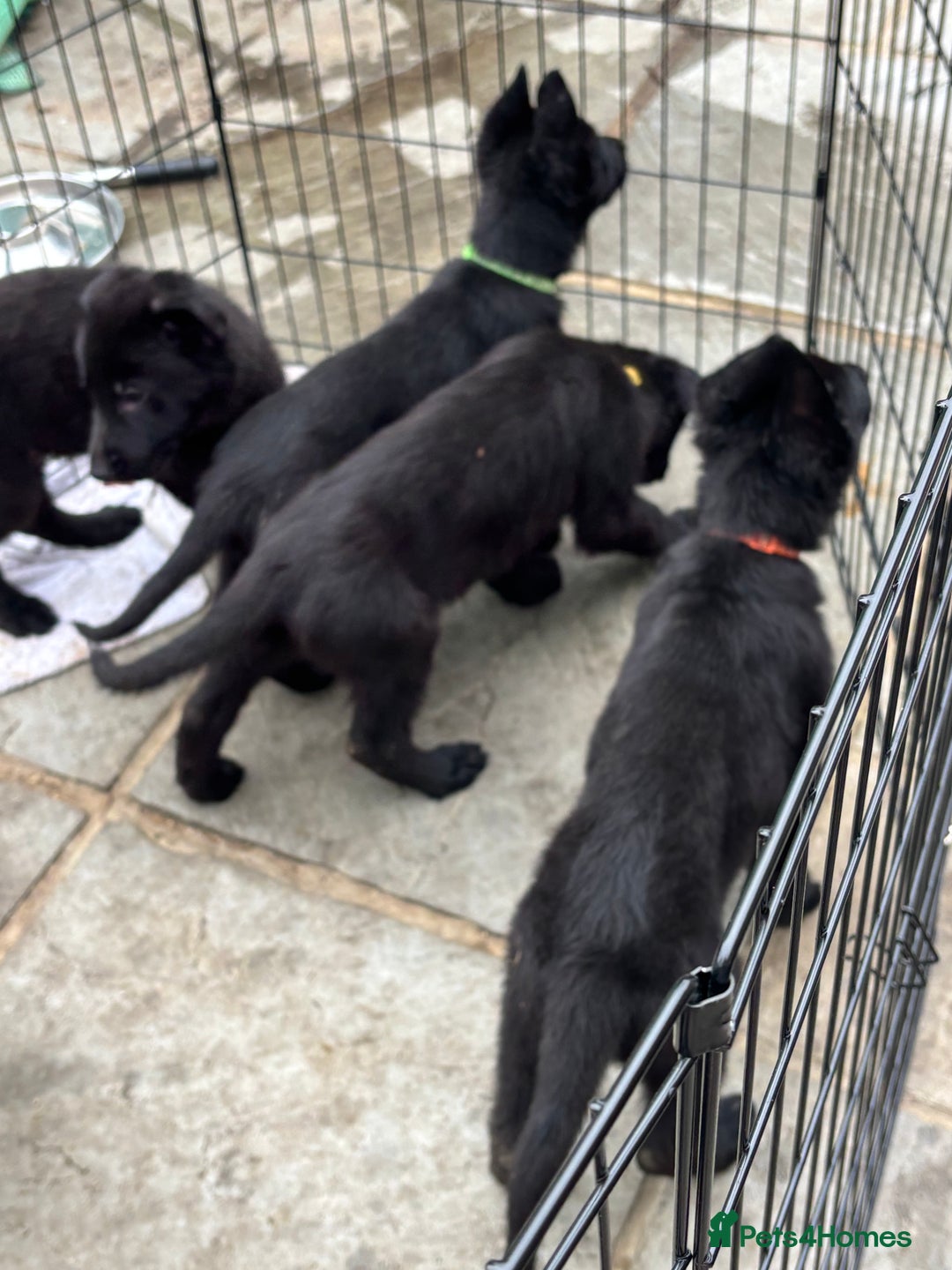 German Shepherd dogs for sale: Beautiful Black German Shepherd Puppies - Image 15