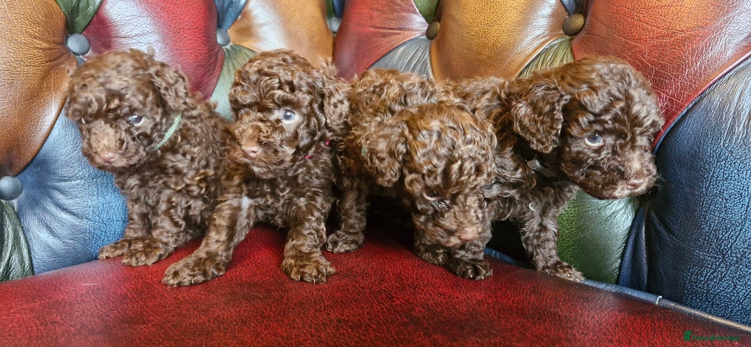 Toy Poodle dogs for sale: Gorgeous chocolate tiny toy poodles  - Image 6