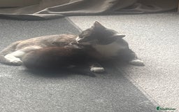 British Shorthair cats for sale: Kittens for sale  - Image 4