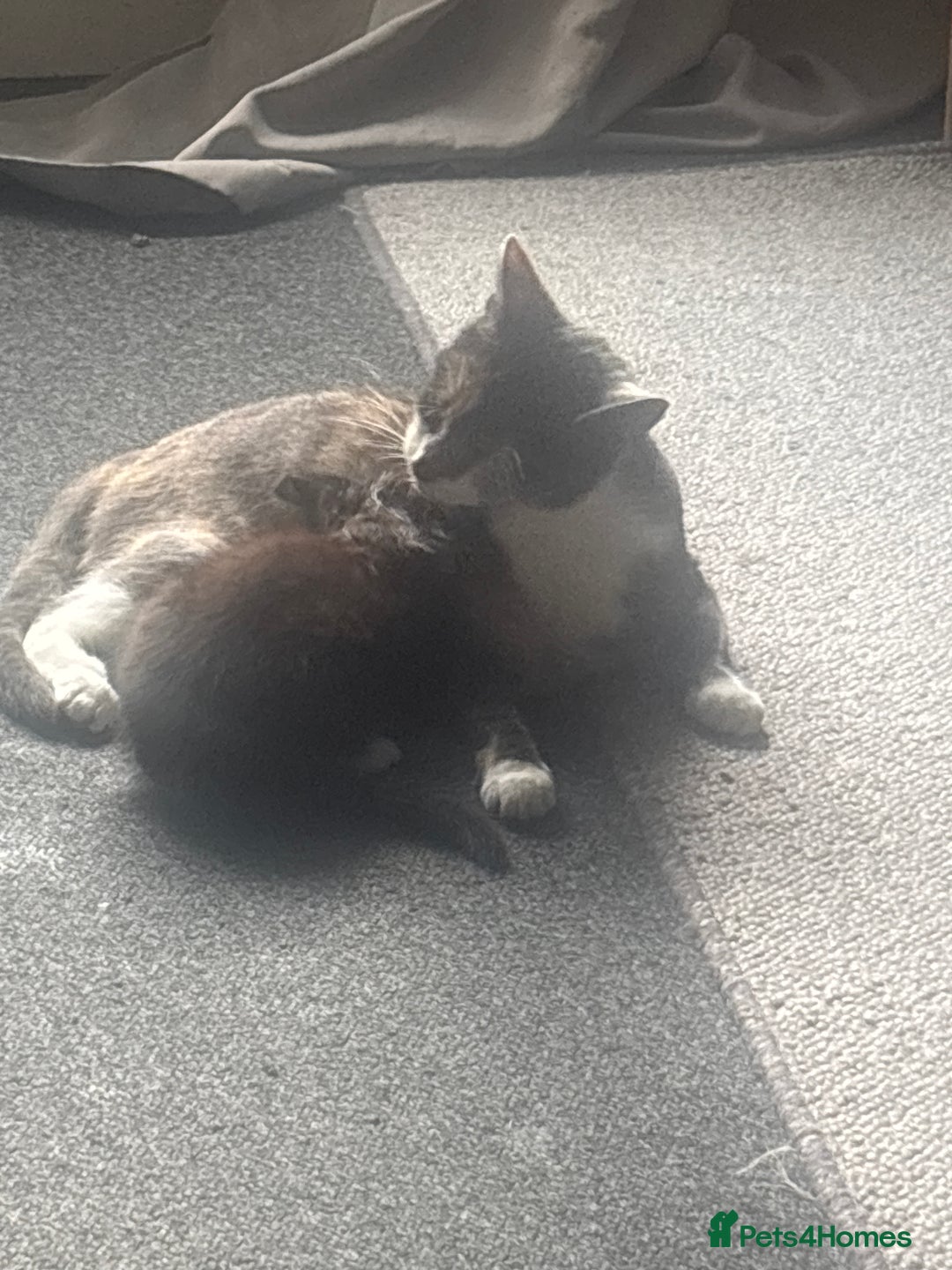 British Shorthair cats for sale: Kittens for sale  - Image 4