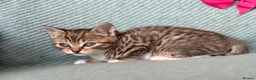 British Shorthair cats for sale: Introducing the Cute Curious kittens  - Advert 4