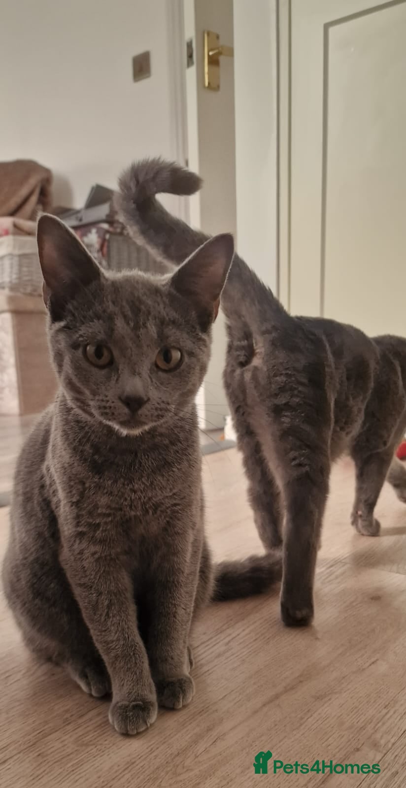 Russian Blue cats Russian blue 11 months girl for sale/exange male - Advert 13