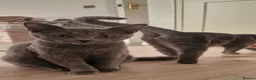 Russian Blue cats for sale: Russian blue 11 months girl for sale/exange male - Advert 1