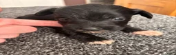 Schnoodle dogs for sale: 🐾 Adorable Schnoodle Puppies 🐾 - Advert 17