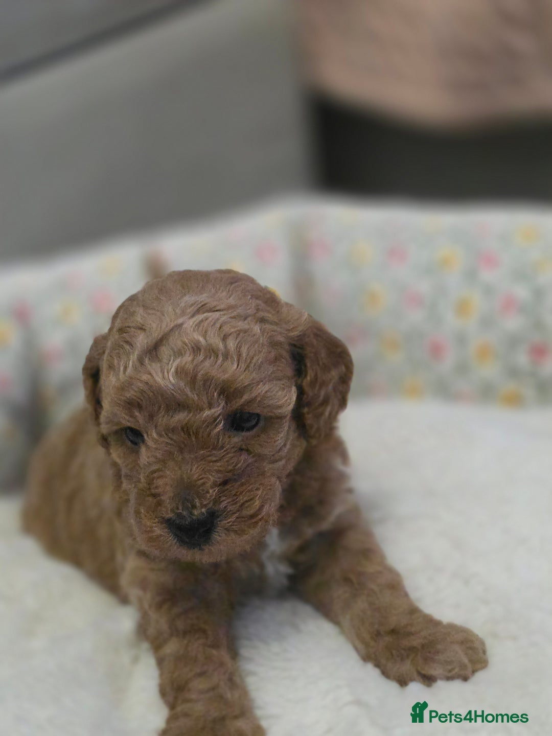 Toy Poodle dogs for sale: Toy poodle puppies  - Advert 5