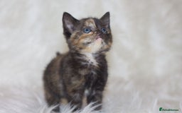 Mixed Breed cats for sale: Happy Healthy Playful Kittens - Image 3
