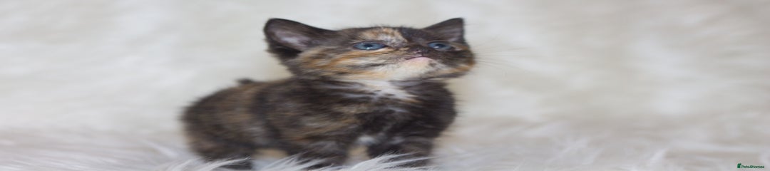 Mixed Breed Kitten 2