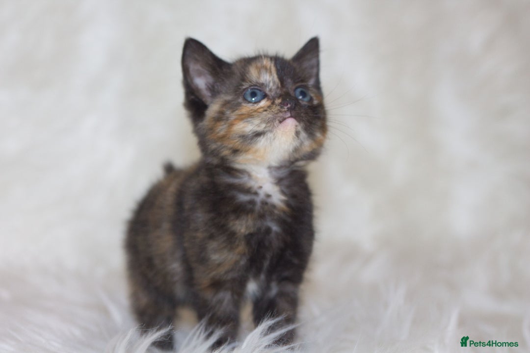 Mixed Breed cats for sale: Happy Healthy Playful Kittens - Image 3