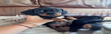 Miniature Dachshund 2