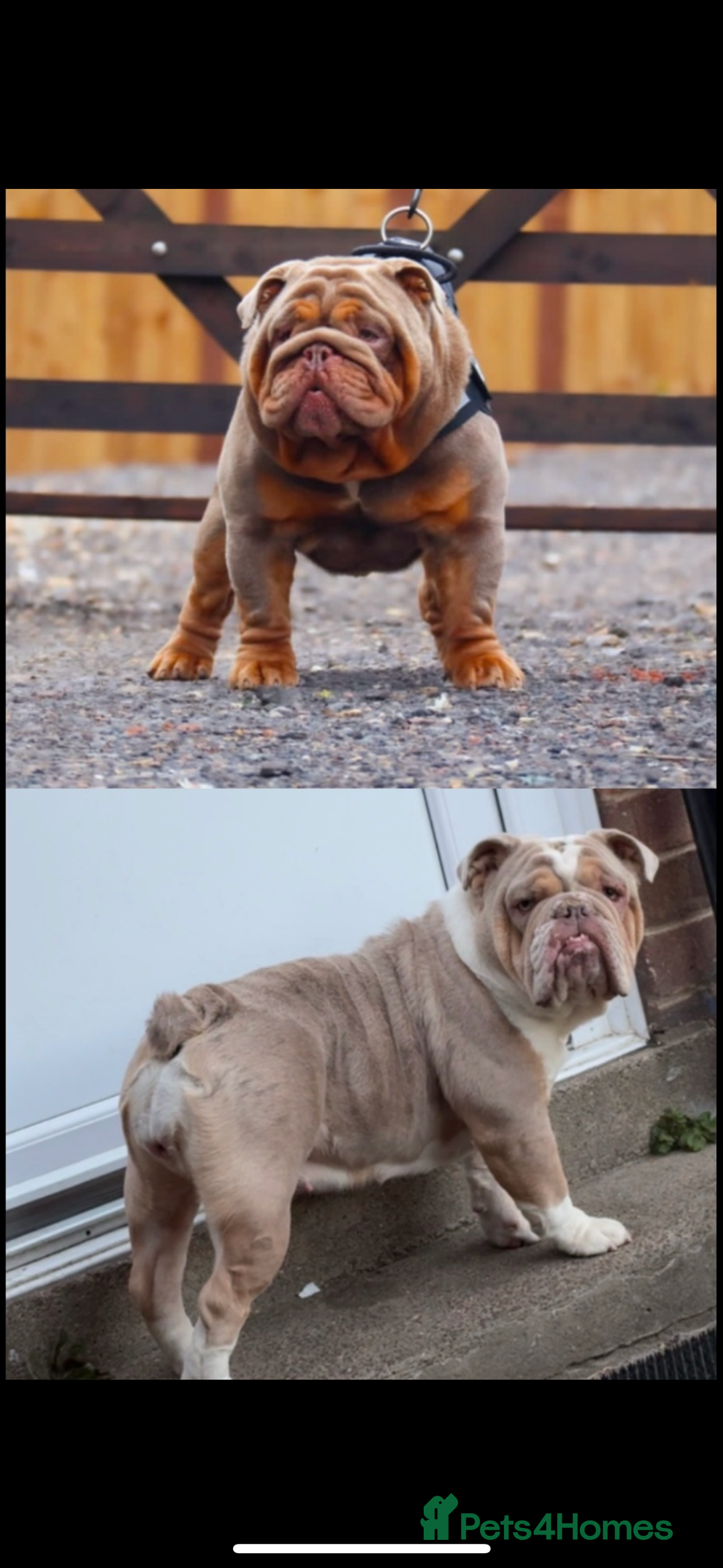 English Bulldog dogs for sale: Fully Suited Lilac & Tan boys  - Image 17
