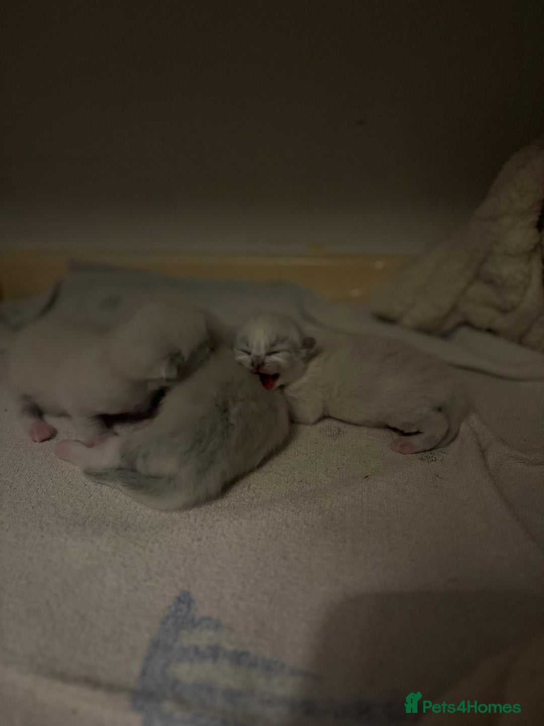 Ragdoll cats for sale: Beautiful Ragdoll kittens - Image 8