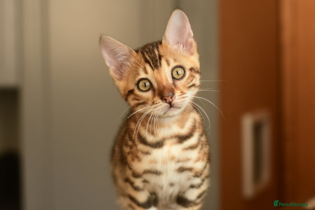 Bengal cats for sale: Show quality Bengal kittens available  - Image 17