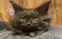 Maine Coon cats for sale: STUNNING MAINE COON KITTENS BLUE SMOKE (tica reg ) - Image 24