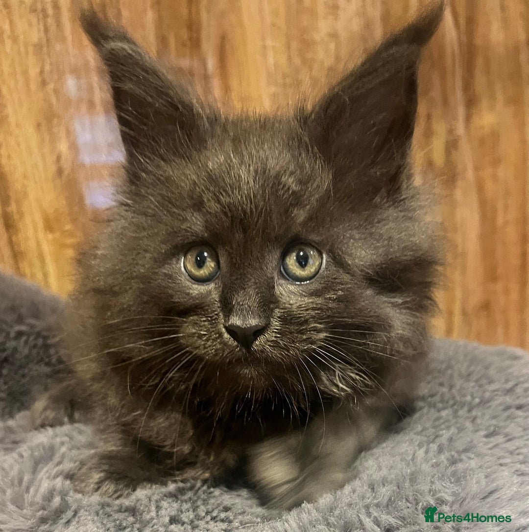 Maine Coon cats for sale: STUNNING MAINE COON KITTENS BLUE SMOKE (tica reg ) - Image 24