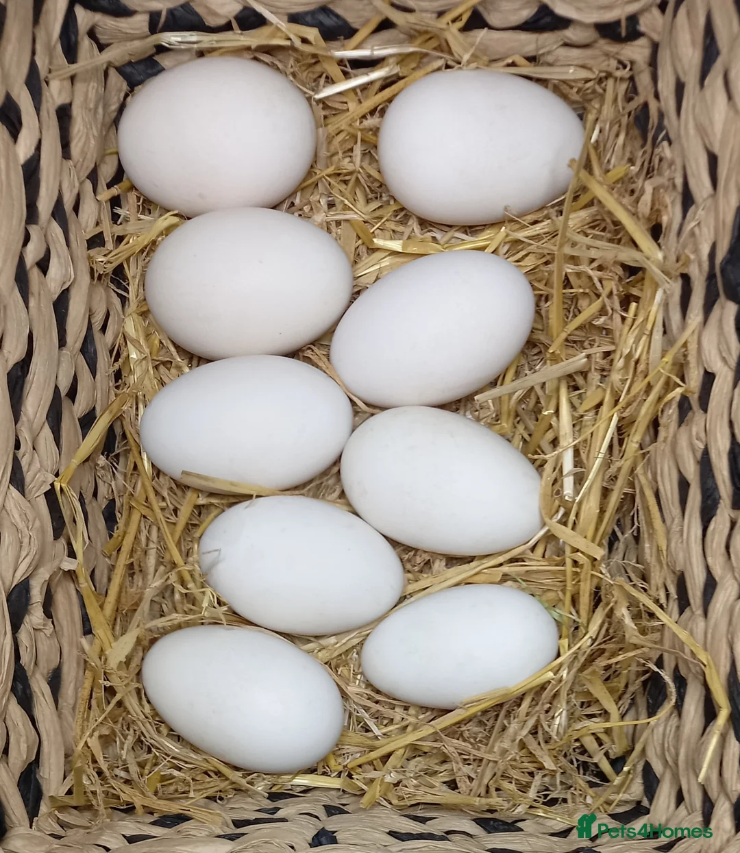 Geese poultry for sale: Fertile Goose Eggs for Sale - Advert 1