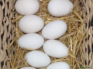 Geese poultry Fertile Goose Eggs for Sale - Advert 1