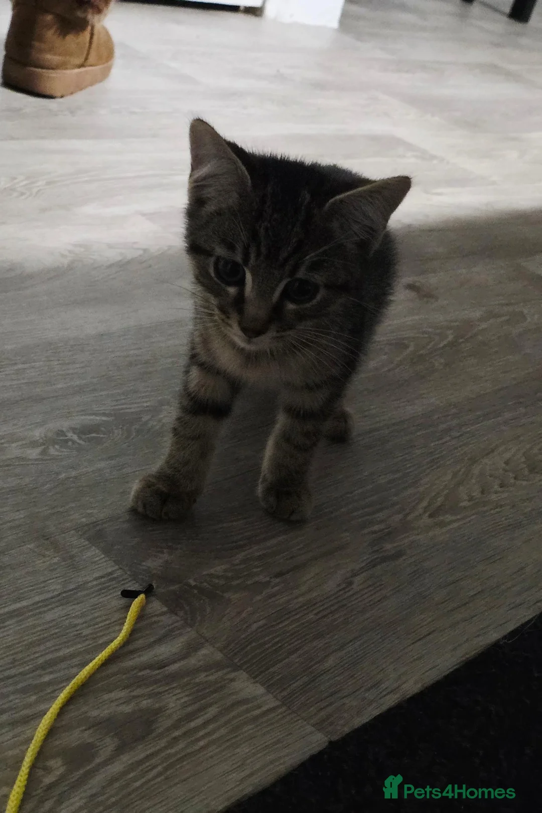 Mixed Breed cats for sale: Mixed breed kitten - Advert 2