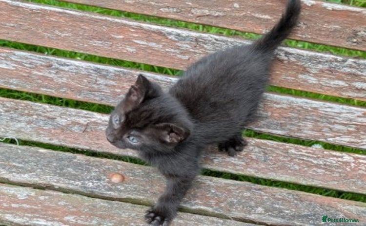 Mixed Breed cats in Tiverton - Advert 3