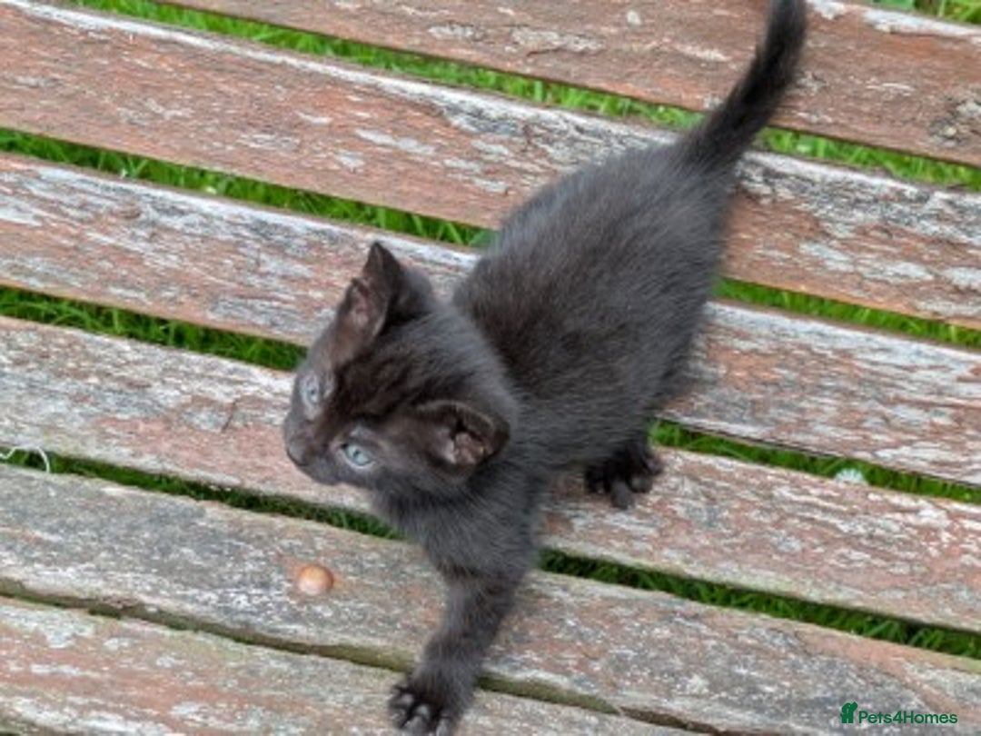 Mixed Breed cats for sale: Three adorable kittens available in Tiverton - Image 2