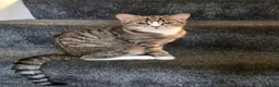 Mixed Breed cats for sale: Mixed breed - Advert 1