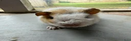 Guinea Pig rodents for sale: 3 boys looking for new homes! - Advert 2