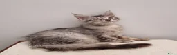 Maine Coon cats for sale: Registered Pedigree Maine Coon Kittens for sale  - Advert 23