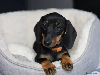 Dachshund dogs KC Registered Dachshund Puppies - Advert 1