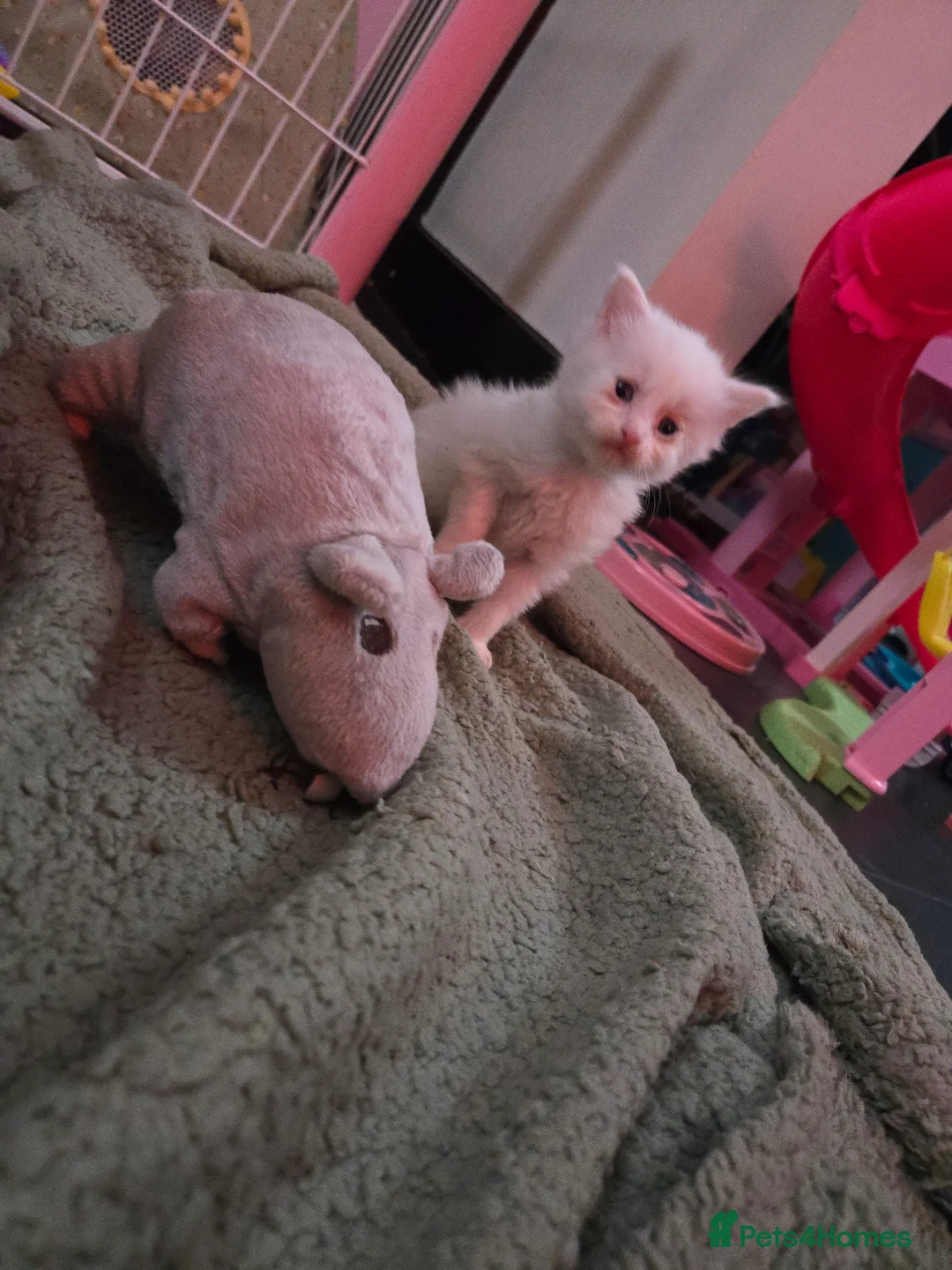 Maine Coon cats for stud: XXL Rare solid white Maine coon stud. in Wigan - Advert 10