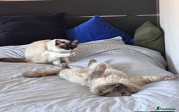 Ragdoll cats for sale: 4 PURE 💖💙RAGDOLLS💖💙 - Image 10