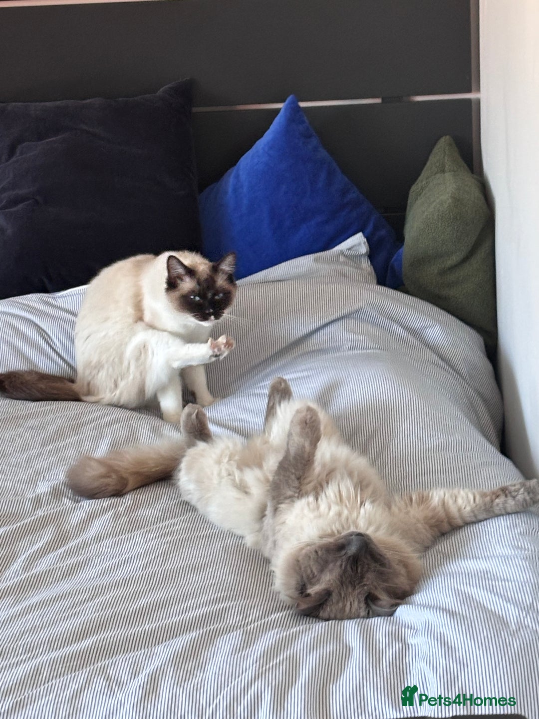 Ragdoll cats for sale: 4 PURE 💖💙RAGDOLLS💖💙 - Image 10