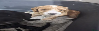 Cockapoo 3