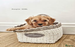 Cavapoo dogs for sale: Adorable F1b Cavapoo Puppies Ready from 20th Sept - Image 13