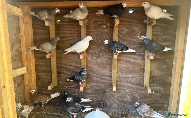 Pigeons birds - Advert 1