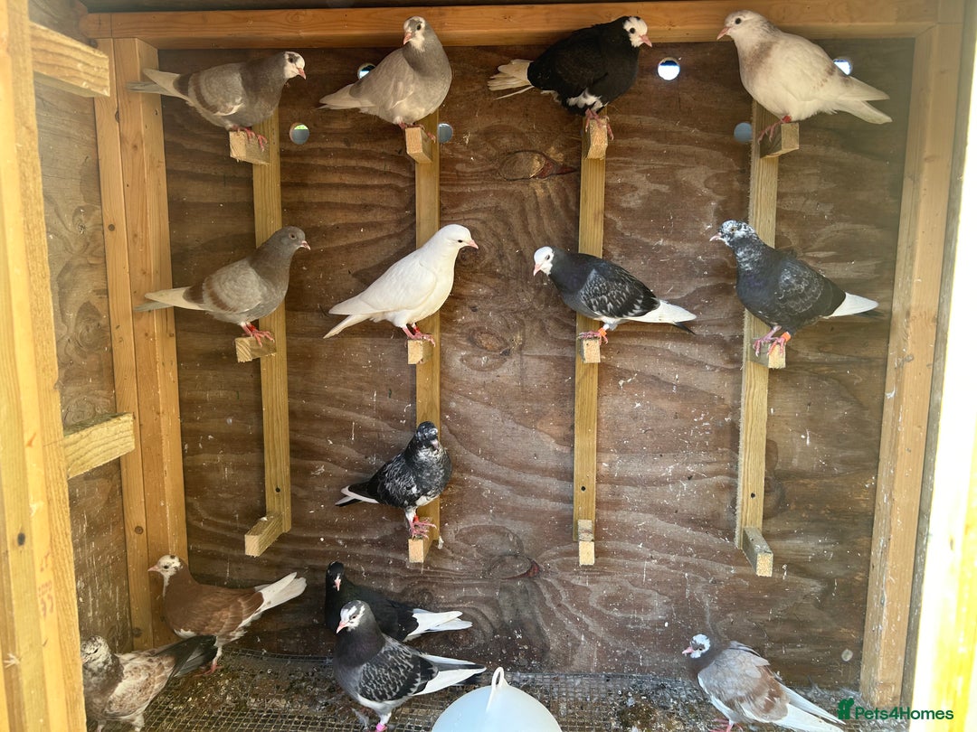 Pigeons birds for sale: Birmingham rollers  - Image 1