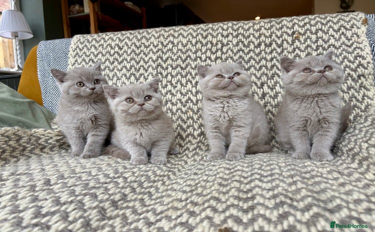 British Shorthair cats - Advert 1