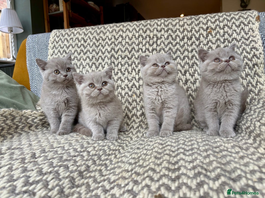 British Shorthair cats for sale: 4 British shorthair kittens ready now  - Image 1
