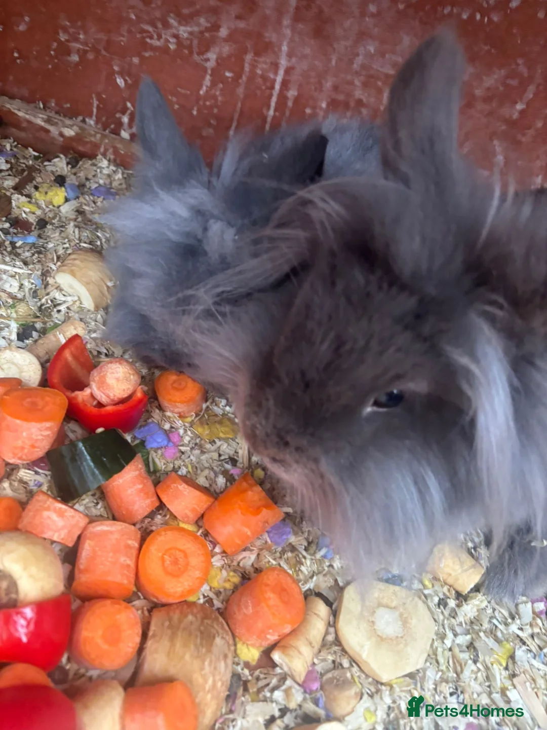 Lionhead rabbits for sale: Male lionehead rabbit  - Advert 1