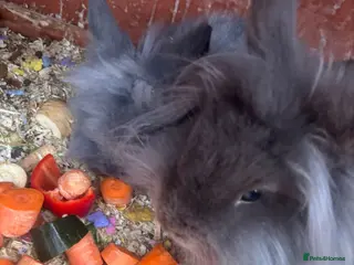 Lionhead rabbits Male lionehead rabbit - Advert 22