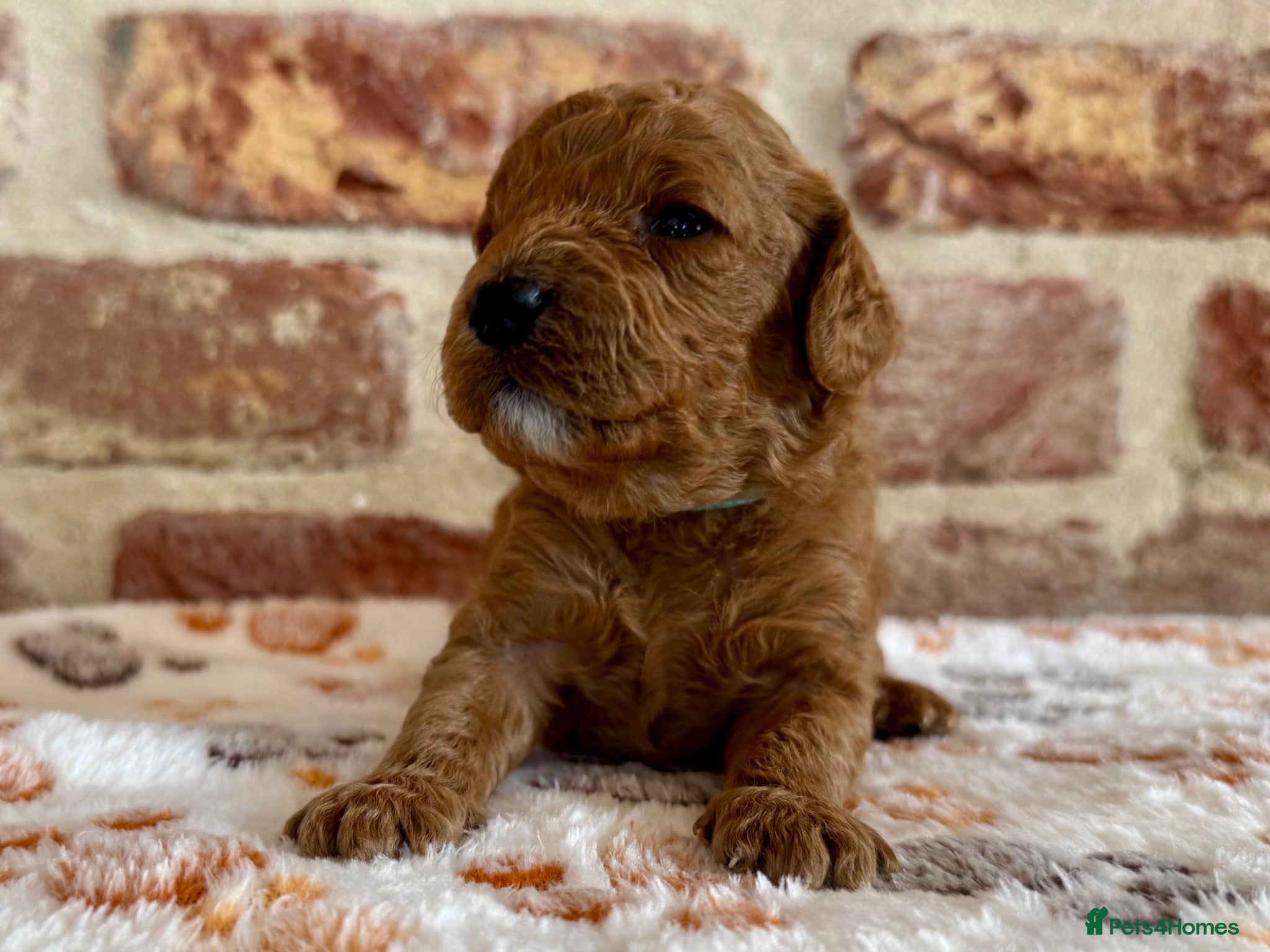 Cavapoo dogs 🐾 F1b male cavapoo 🐾 - Advert 2
