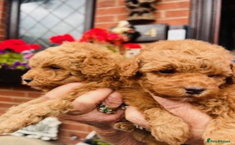 Toy Poodle dogs - Advert 5