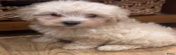 Shihpoo dogs for sale: Cute Shihpoo Puppies Shih Tzu X Poodle  - Advert 9