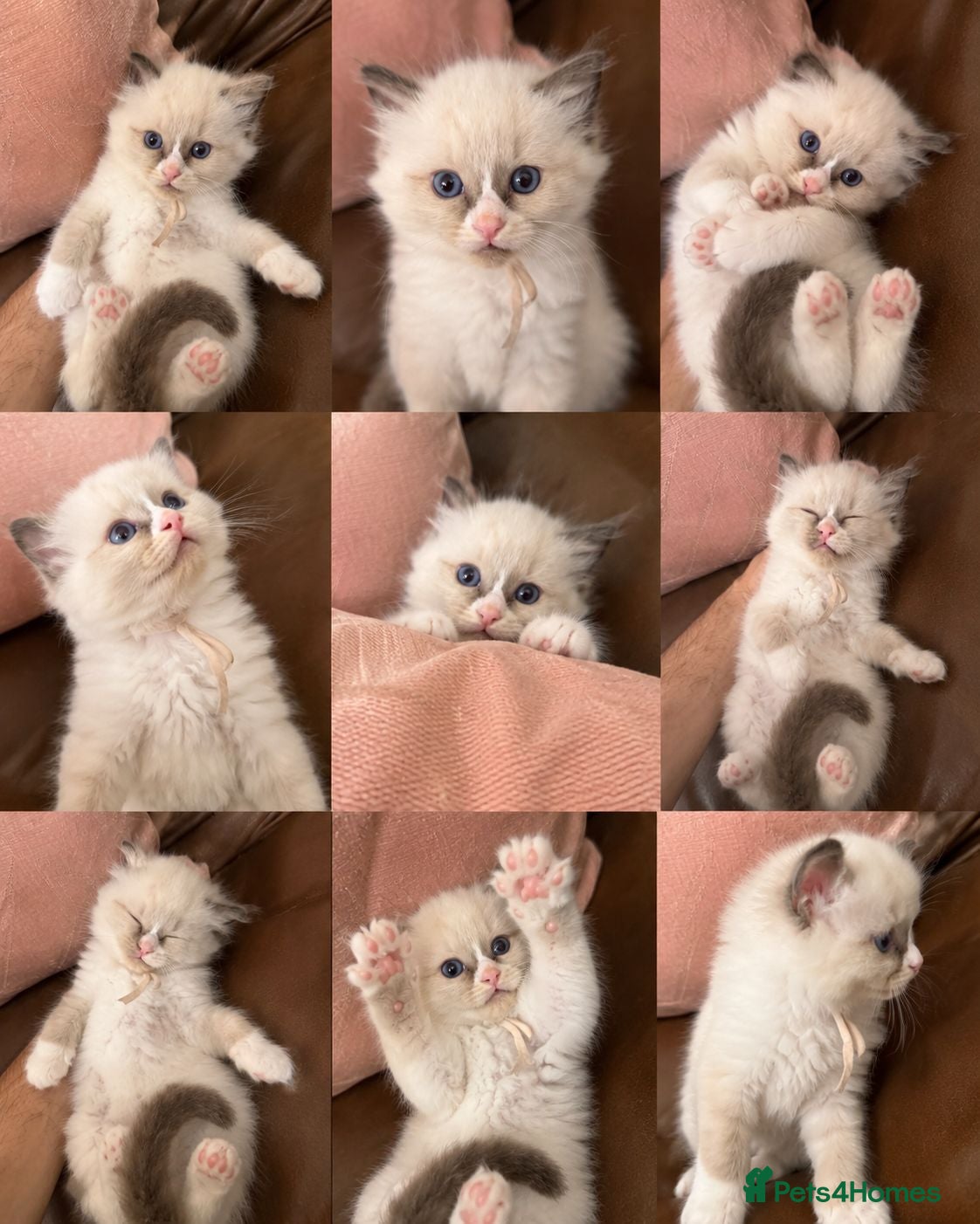 Ragdoll cats All Reserved  - Advert 2