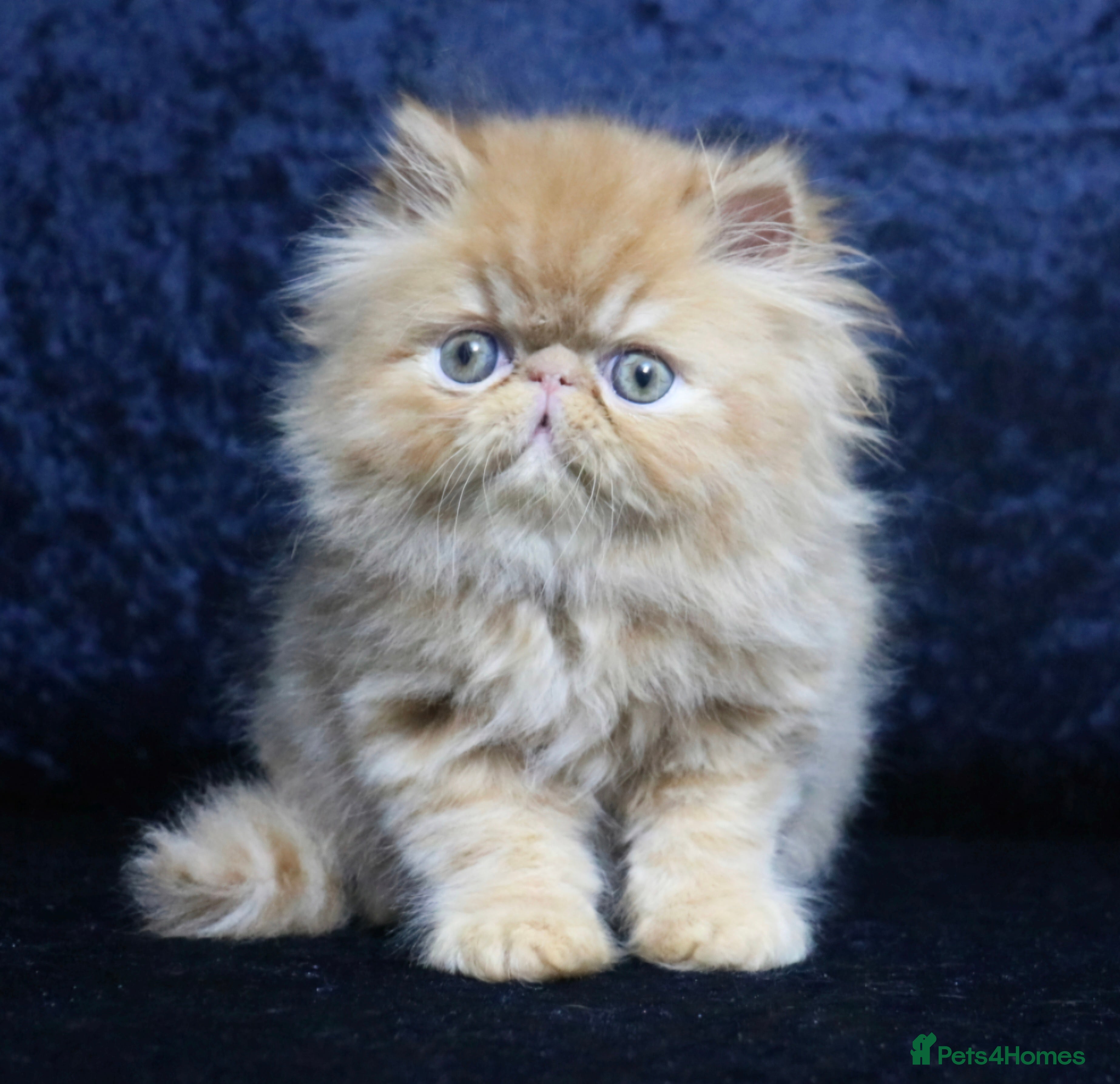 Persian cats Red and white persian kittens  - Advert 11